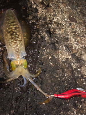 台風前にエギング