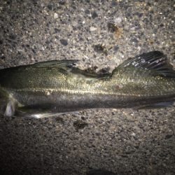 マイワシパターン到来!