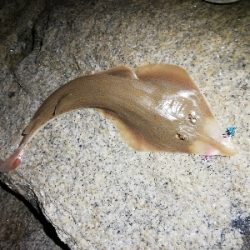 定番ルアーはやっぱり定番だった。