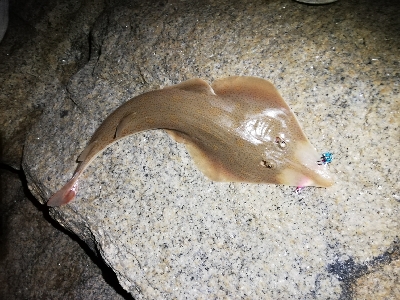 定番ルアーはやっぱり定番だった。