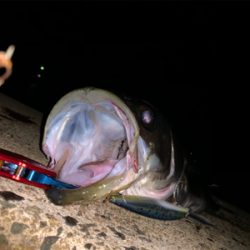 昨日に続き入れ食いモード！