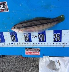 小物釣り