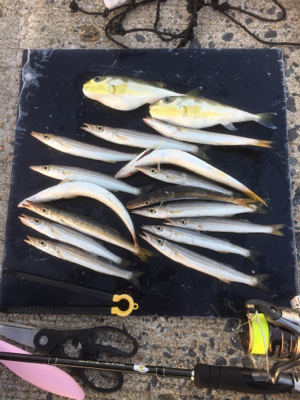 カマスとカナトフグ（白サバフグ）釣りました…