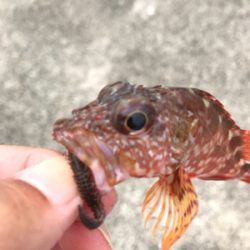 台風前アジング