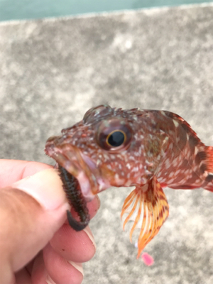 台風前アジング