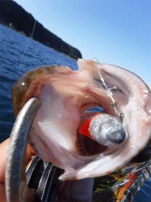 カヤックフィッシング