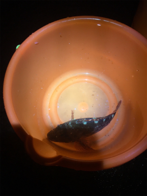 アオリちゃんはいるのに