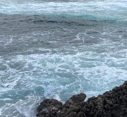 サラシからハマチ連発