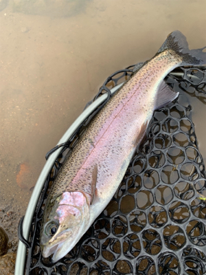 名前の通りビッグファイトです！