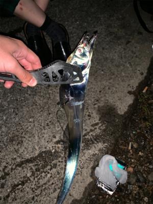 舞洲でタチウオ！