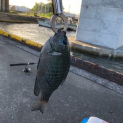 のんびりウキ釣り