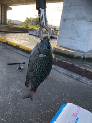 のんびりウキ釣り