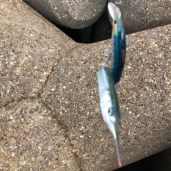 青物のはずが、サヨリ掛けに、、、