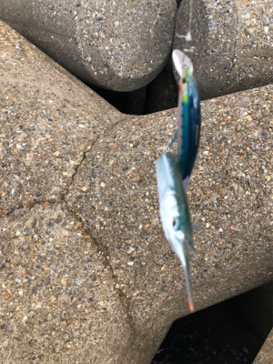 青物のはずが、サヨリ掛けに、、、