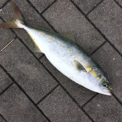 ライトショアジギング＆オクトパッシング