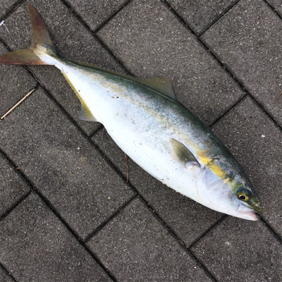 ライトショアジギング＆オクトパッシング