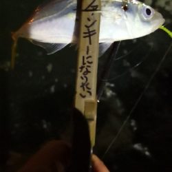 アジング練習 38