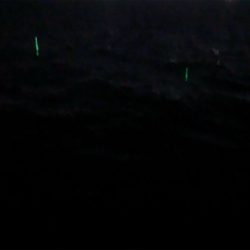 タチウオ不在？