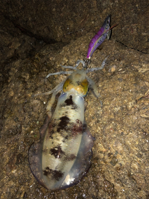 台風前に女神に逢いに♡