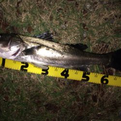 増水後のシーバス