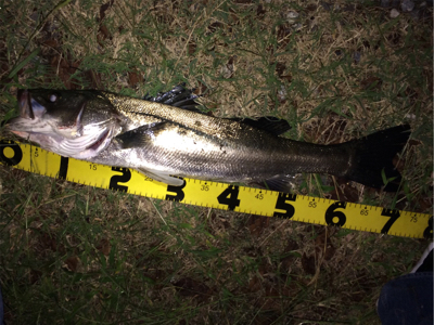 増水後のシーバス