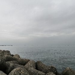 ハマチと太刀魚