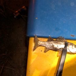 満月台風後　アジはいない。