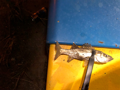 満月台風後　アジはいない。