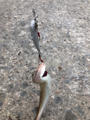 やはり高砂の朝は熱い！