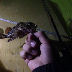 台風一過のライトゲーム