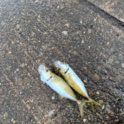 アオリ！アジ！