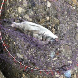 フカセでチヌ＆グレ