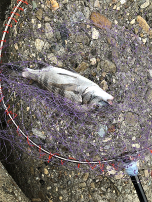 フカセでチヌ＆グレ