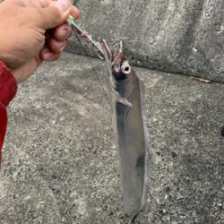 台風明けの太刀魚釣行