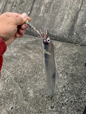 台風明けの太刀魚釣行