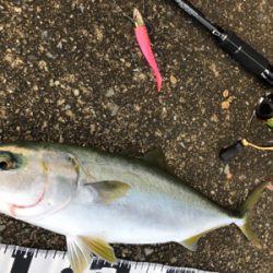 濁りがキツイ中　なんとか1本