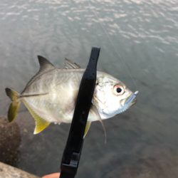 タチウオ・アジ