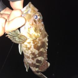 25cmガシラ！！ですが胸糞の悪い釣行でした！