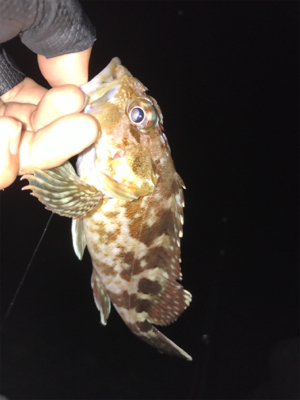 25cmガシラ！！ですが胸糞の悪い釣行でした！