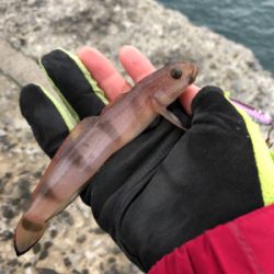 ヒラメを求めて☆西積丹☆五目釣り