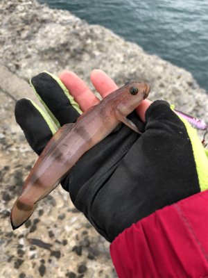 ヒラメを求めて☆西積丹☆五目釣り