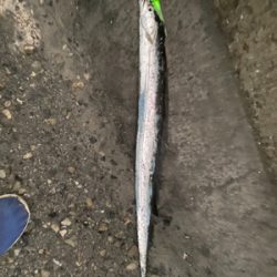 台風後、青物もタチウオも活性高