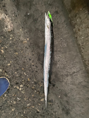 台風後、青物もタチウオも活性高