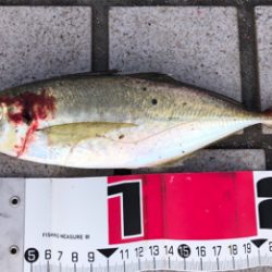 太陽登りきってからの釣果^ ^