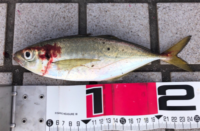 太陽登りきってからの釣果^ ^