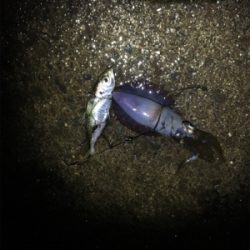 アオリちゃんが急に成長した