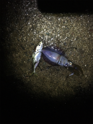 アオリちゃんが急に成長した