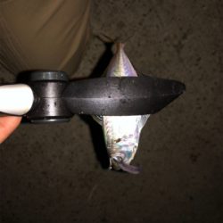 連休合間のアジング♫