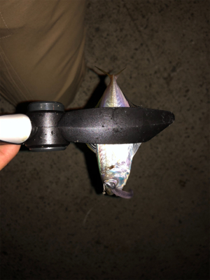 連休合間のアジング♫