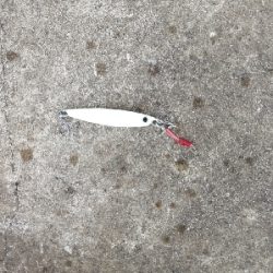 久しぶりのハマチ